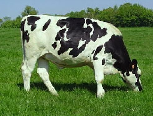 Eure-et-Loir : Des vaches vertes chez un agriculteur du coin
