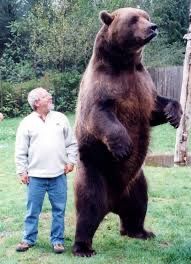 À Jumet, dans la région de Charleroi, Nicolas se fait attaqué par un grizzly ce matin.