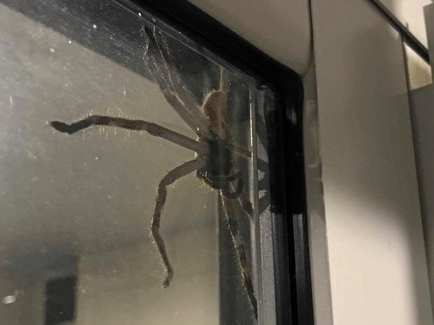 Une araignée immense a terrorisé des habitants de Lille