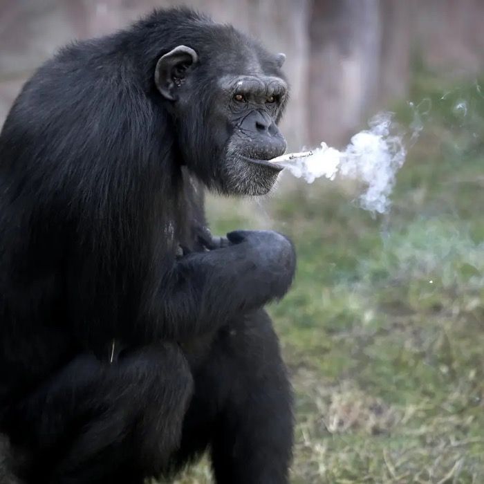 Corée du Nord: Azalea, le chimpanzé accro à la cigarette
